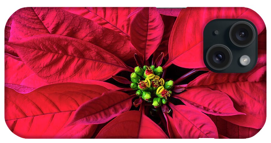 Red Poinsettia iPhone Case featuring the photograph Red Poinsettia by Garry Gay