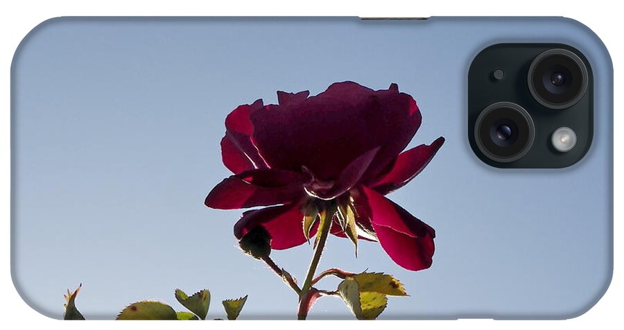 Botanical iPhone Case featuring the photograph Red Rose Morning by Richard Thomas