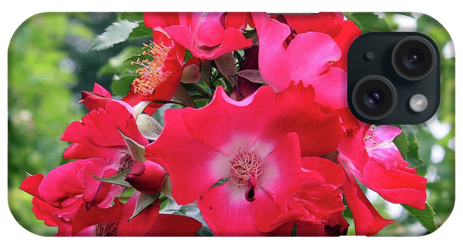 Rose iPhone Case featuring the photograph Red roses by Ellen Tully