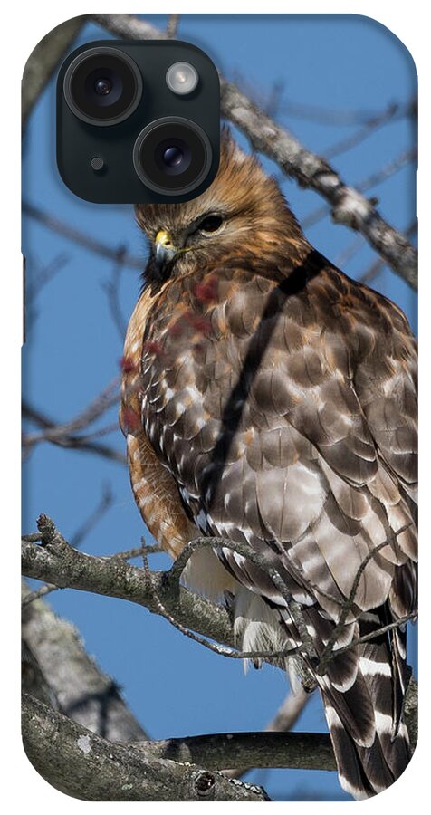 Red Shouldered Hawk iPhone Case featuring the photograph Red Shouldered Hawk 2017 by Bill Wakeley