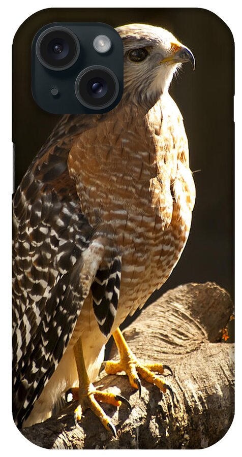 Red-shouldered Hawk iPhone Case featuring the photograph Red-Shouldered Hawk by Carolyn Marshall