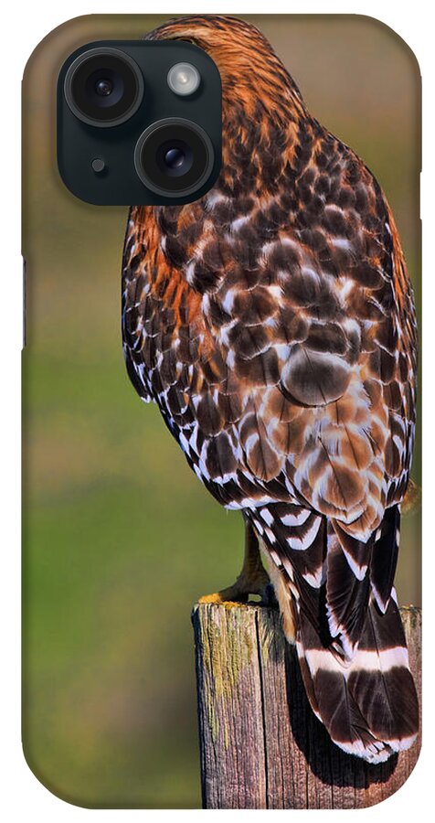 Red Shouldered Hawk iPhone Case featuring the photograph Red Shouldered Hawk Portrait by Beth Sargent