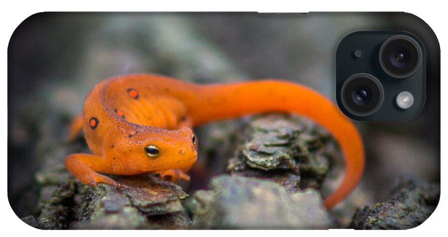 Eastern Newt iPhone Case featuring the photograph Red Spotted Newt by Chris Bordeleau