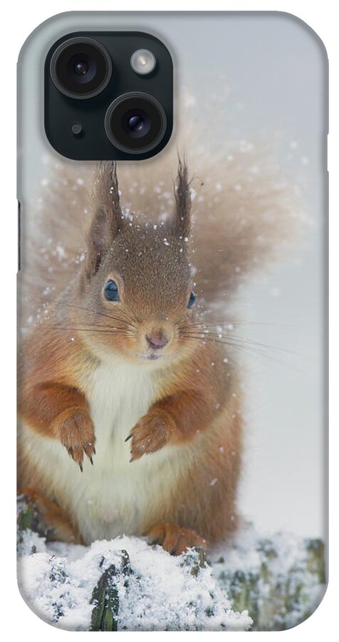 Red iPhone Case featuring the photograph Red Squirrel In Winter by Pete Walkden