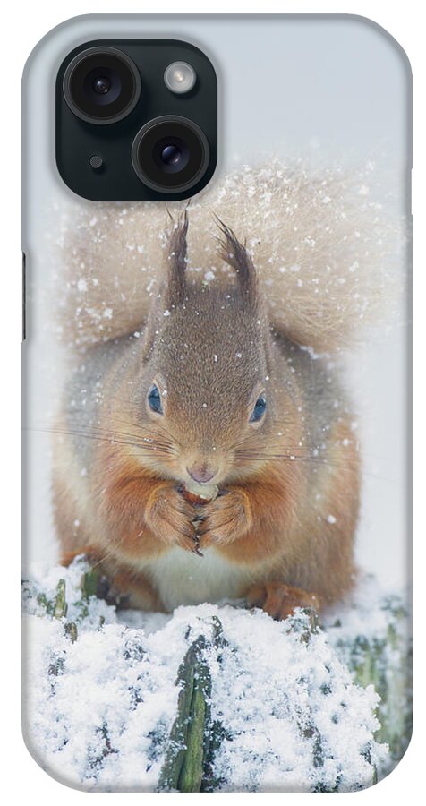 Red iPhone Case featuring the photograph Red Squirrel Nibbles A Nut In The Snow by Pete Walkden