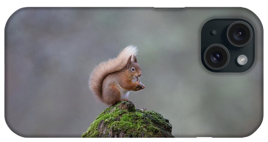 Red iPhone Case featuring the photograph Red Squirrel Peeling A Hazelnut by Pete Walkden