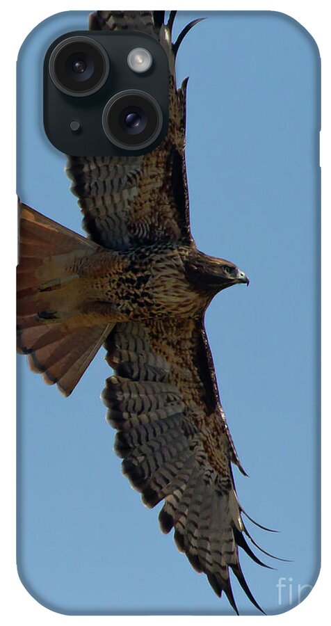 Hawk iPhone Case featuring the photograph Red-Tail Hawk-Signed-#7872 by J L Woody Wooden