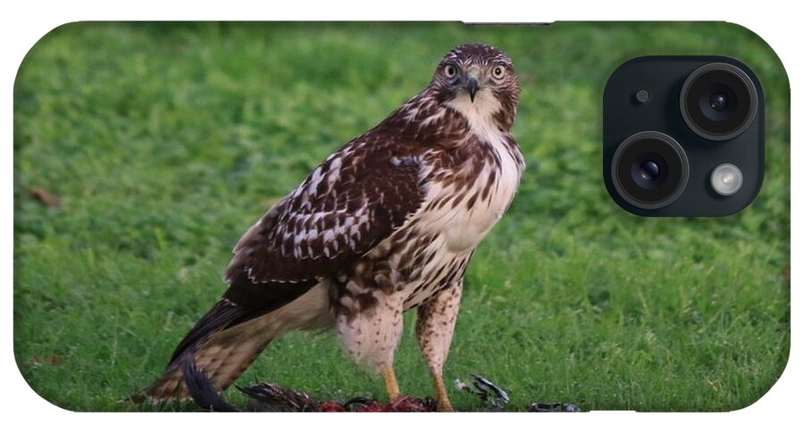 Red-tailed Hawk iPhone Case featuring the photograph Red-Tailed Hawk Eating Dinner - 2 by Christy Pooschke