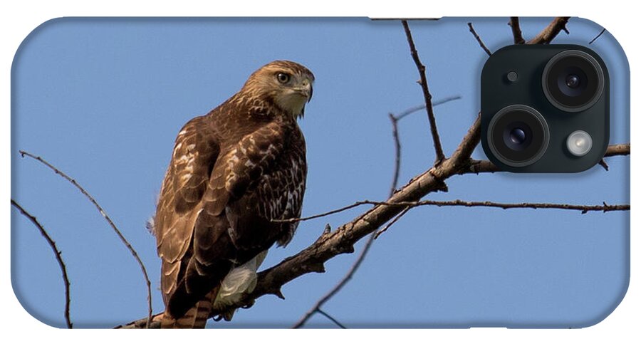 Birds iPhone Case featuring the photograph Red-Tailed Hawk by Phil Spitze