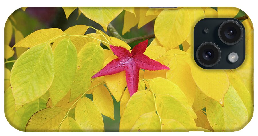 Cladrastis Kentukea iPhone Case featuring the photograph Red by Tim Gainey
