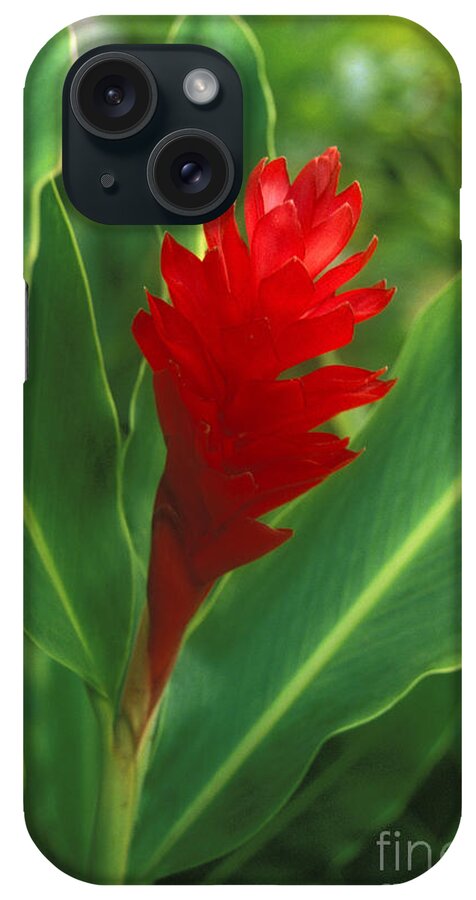 Beautiful iPhone Case featuring the photograph Red Torch Ginger by Kyle Rothenborg - Printscapes