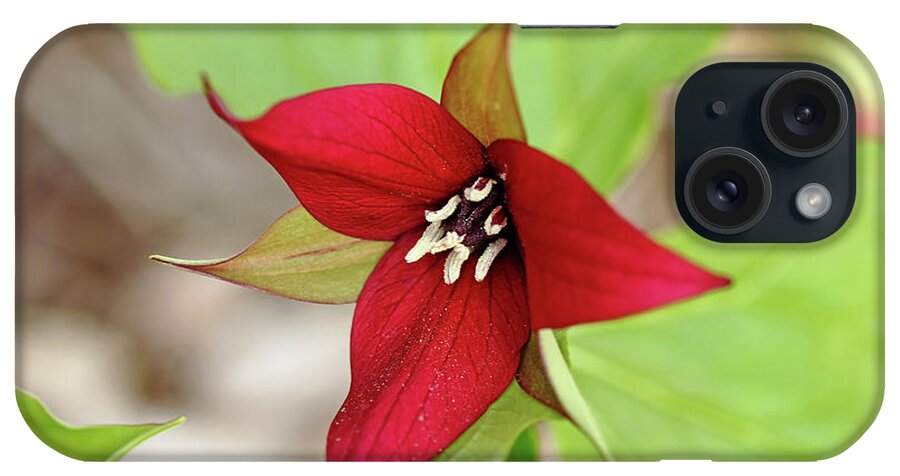 Red Trillium iPhone Case featuring the photograph Red Trillium by Debbie Oppermann