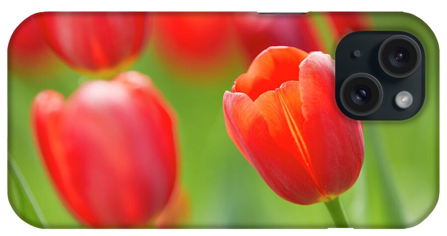 Garden Gate iPhone Case featuring the photograph Red tulip by Garden Gate magazine