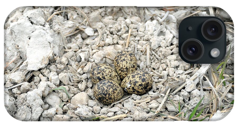 Animal iPhone Case featuring the photograph Red-wattled Lapwing Nest by Fletcher & Baylis