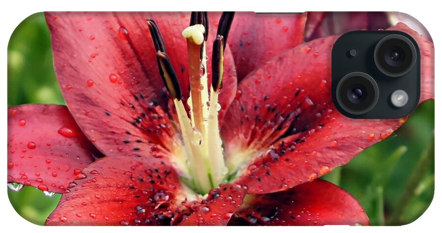 Red Lily iPhone Case featuring the photograph Red Wet and Wild by Lilliana Mendez