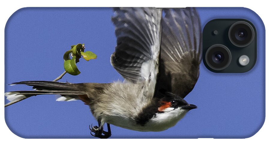 Florida iPhone Case featuring the photograph Red Whiskered Bulbul by Roberta Kayne
