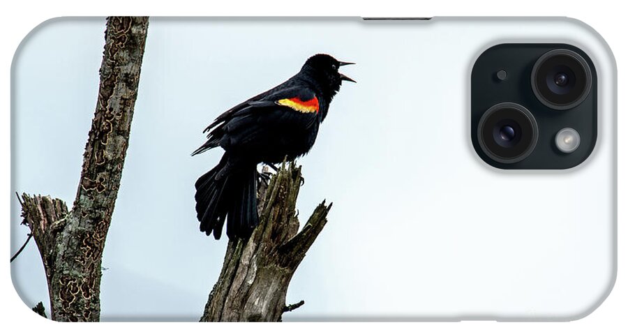 Red-winged Blackbird iPhone Case featuring the photograph Red-Winged Blackbird by Paul Mashburn