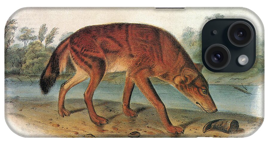 1846 iPhone Case featuring the photograph Red Wolf (canis Lupus) by Granger