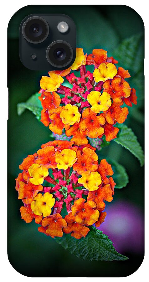 Lantana iPhone Case featuring the photograph Red Yellow and Orange Lantana by KayeCee Spain