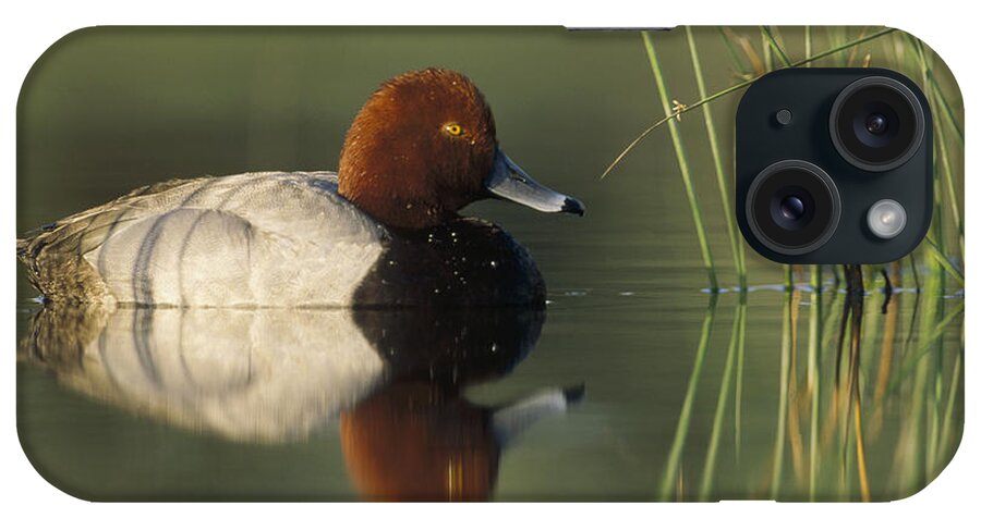 Mp iPhone Case featuring the photograph Redhead Duck Aythya Americana Male by Tim Fitzharris