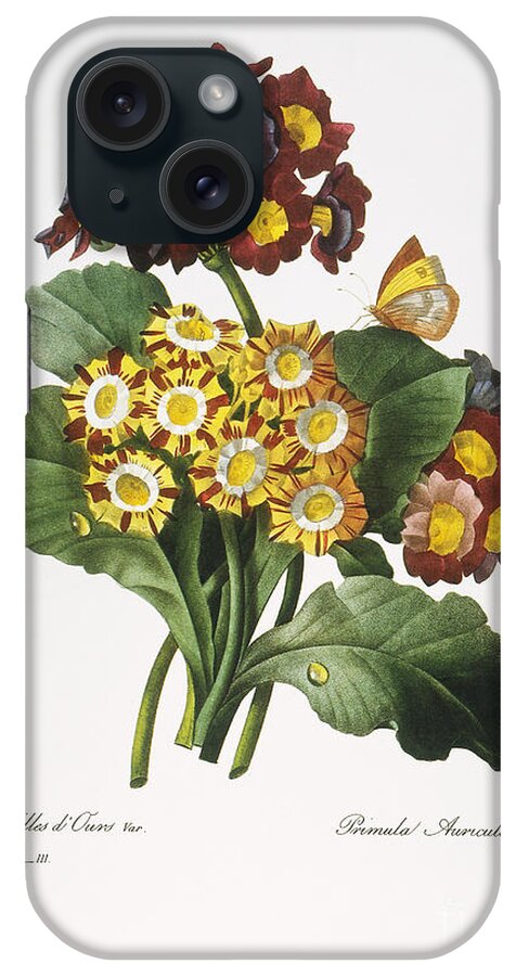 1833 iPhone Case featuring the photograph Redoute: Auricula, 1833 by Granger