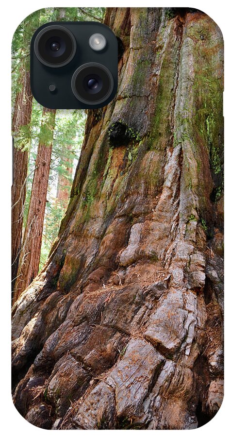 Sequoia National Park iPhone Case featuring the photograph Redwood Mountain Grove Giant Sequoia Portrait by Kyle Hanson