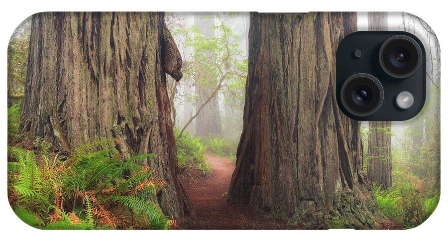 Redwood iPhone Case featuring the photograph Redwood Trail by Anthony Michael Bonafede