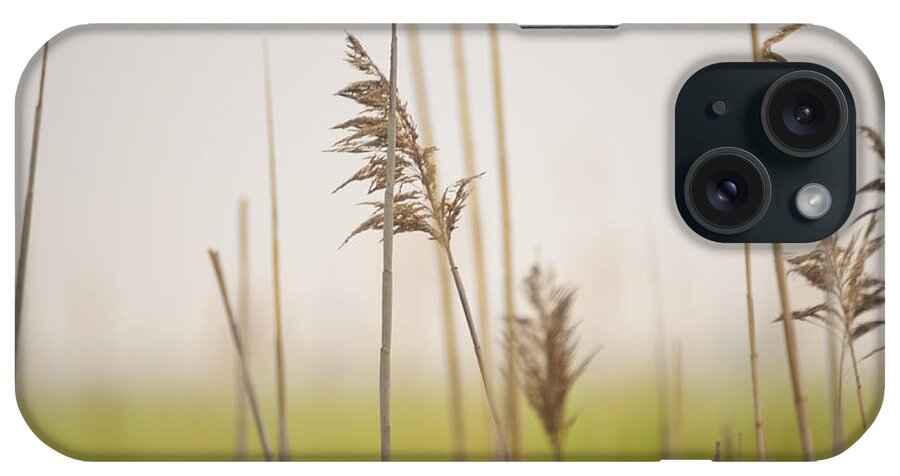Minimalism iPhone Case featuring the photograph Reeds in the Mist III by Marianne Campolongo