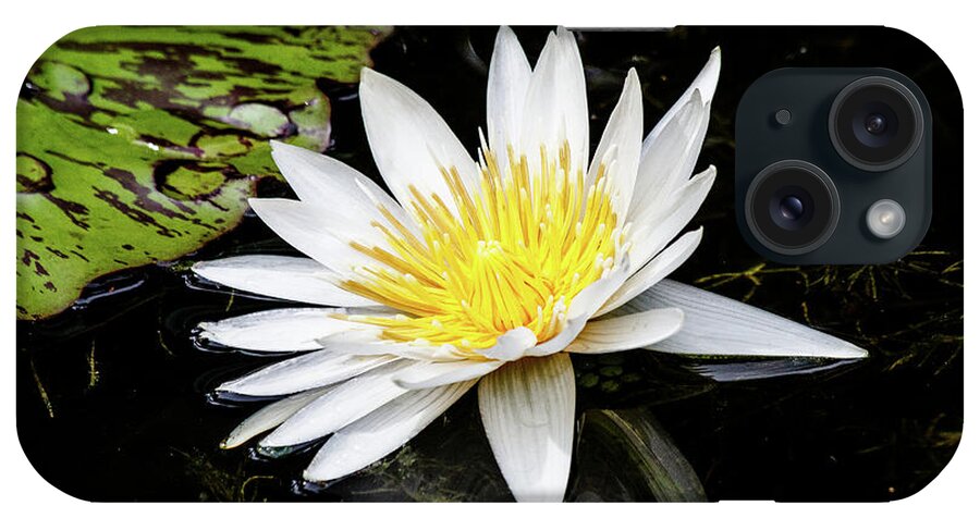 Lily iPhone Case featuring the photograph Reflective Lily by Les Greenwood