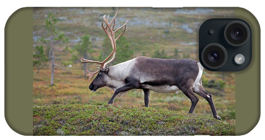 Reindeer iPhone Case featuring the photograph Reindeer by Aivar Mikko