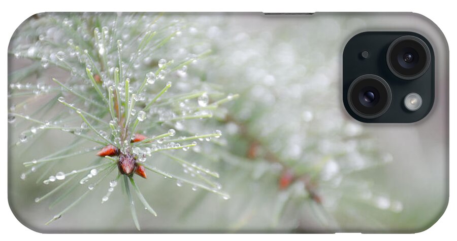 Christmas iPhone Case featuring the photograph Reminds me of Christmas by Kathy Paynter