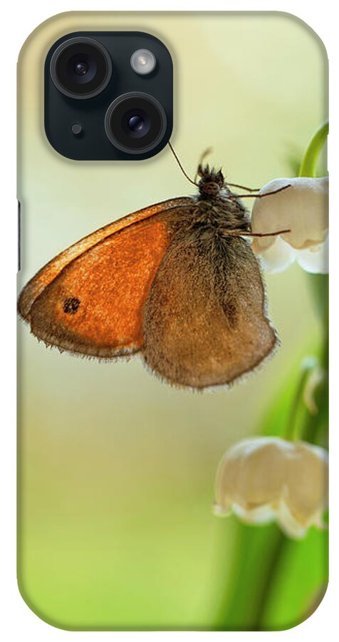 Butterfly iPhone Case featuring the photograph Rest in the morning sun by Jaroslaw Blaminsky
