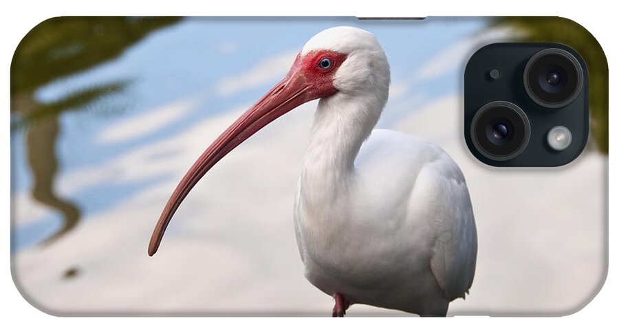 White Ibis iPhone Case featuring the photograph Resting On One Leg by Steven Sparks