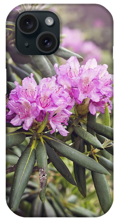Rhododendron iPhone Case featuring the photograph Rhododendrons for Days by Heather Applegate