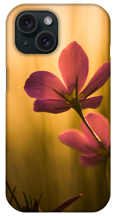Flower iPhone Case featuring the photograph Rich Beauty by Parker Cunningham