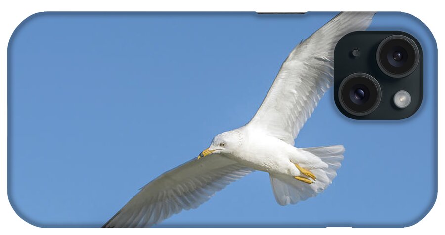 Ring-billed; Seagull iPhone Case featuring the photograph Ring-billed Gull 9673-02231-1cr by Tam Ryan
