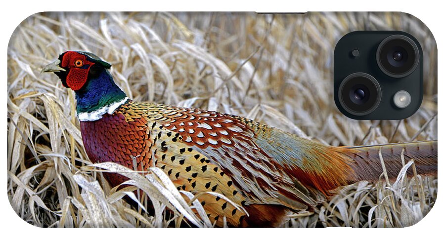 Denise Bruchman iPhone Case featuring the photograph Ring Necked Pheasant by Denise Bruchman