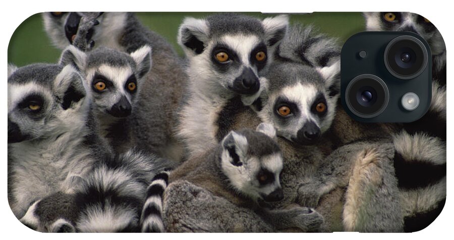 Mp iPhone Case featuring the photograph Ring-tailed Lemur Lemur Catta Group by Gerry Ellis