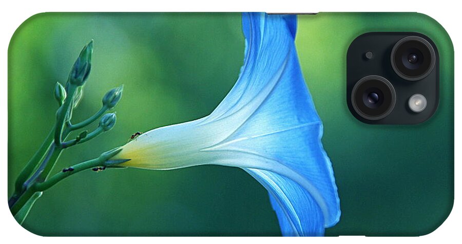 \morning Glory\ Flower iPhone Case featuring the photograph Rise and Shine by Byron Varvarigos