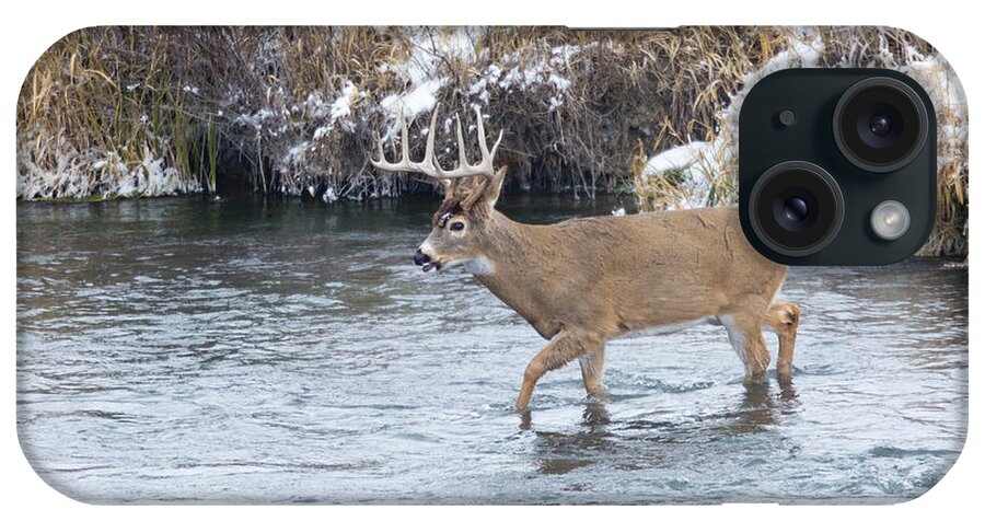 Whitetail iPhone Case featuring the photograph River Crossing by Douglas Kikendall
