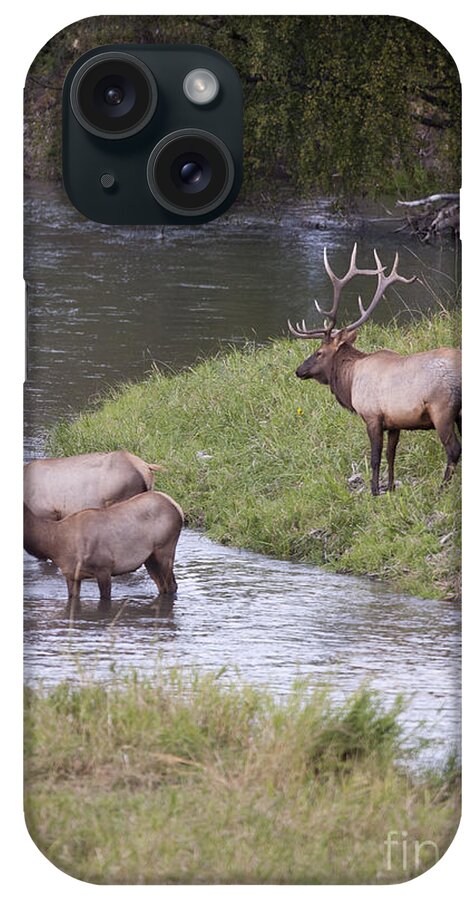 Elk iPhone Case featuring the photograph Riverbend by Douglas Kikendall