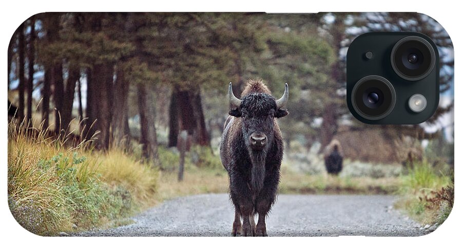 Bison iPhone Case featuring the photograph Roadblock by Eilish Palmer