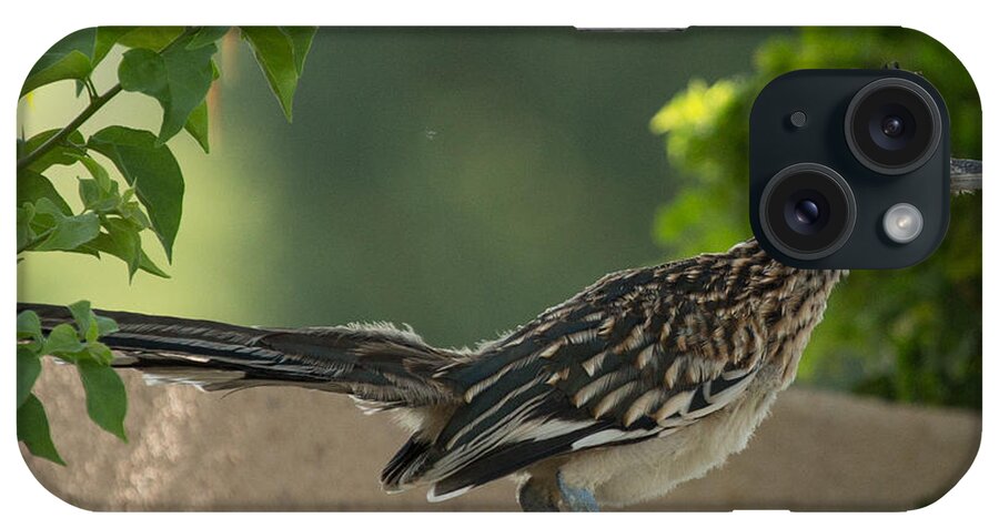 Roadrunner iPhone Case featuring the photograph Roadrunner Closeup by John Daly