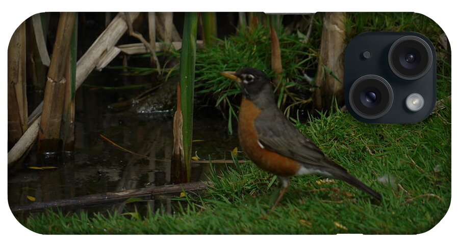 Robin iPhone Case featuring the photograph Robin at the Pond by Heather Hennick
