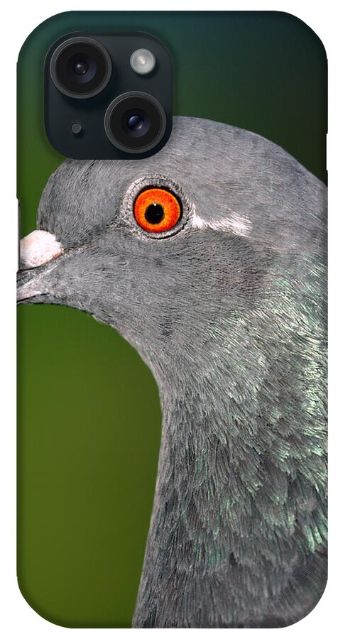 Rock iPhone Case featuring the photograph Rock Dove by Nicholas Blackwell