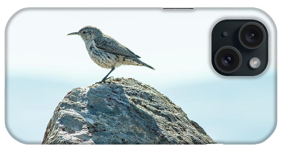 Rock Wren iPhone Case featuring the photograph Rock Wren by Rick Mosher