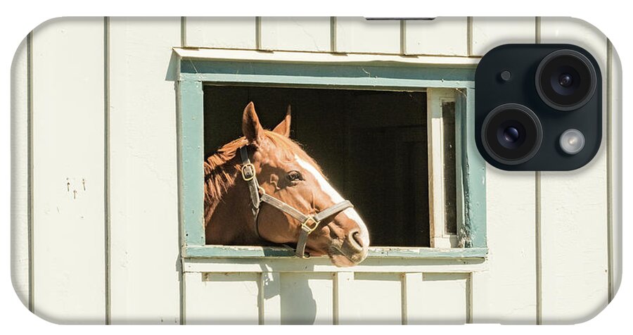 Horse iPhone Case featuring the photograph Rogers World by Pamela Williams
