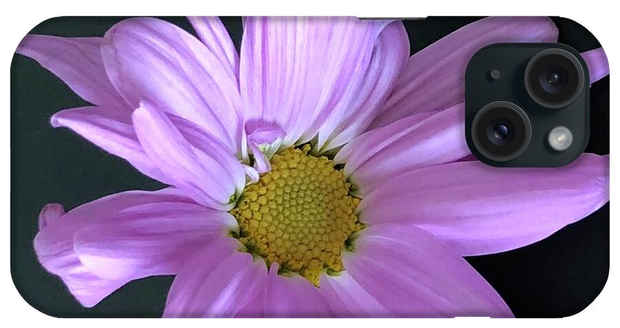Purple iPhone Case featuring the photograph Romantic Daisy by Karen Nicholson