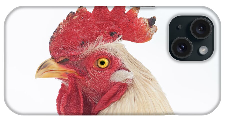 Chicken iPhone Case featuring the photograph Rooster Named Spot by Troy Stapek