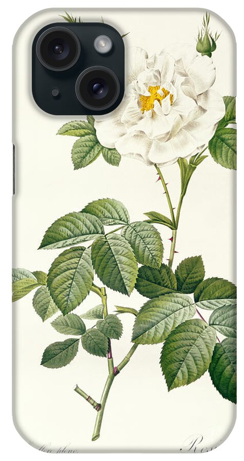 Rosa iPhone Case featuring the drawing Rosa Alba flore pleno by Pierre Joseph Redoute